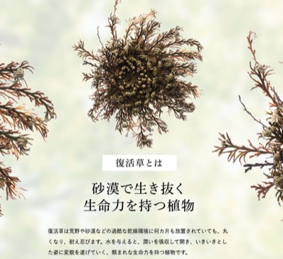 奇跡の植物「復活草」2つ目のすごい成分が“驚異の生命力を持つ軌跡の植物”復活草。復活草とは、過酷な乾燥環境にある荒野や砂漠でも生き続けられる驚異の生命力を持つ植物